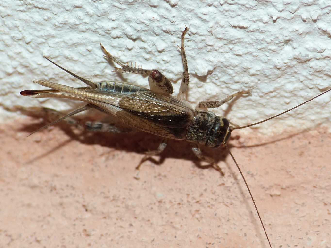 Femmina di Eumodicogryllus bordigalensis?